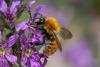 Bombus pascuorum intermedius